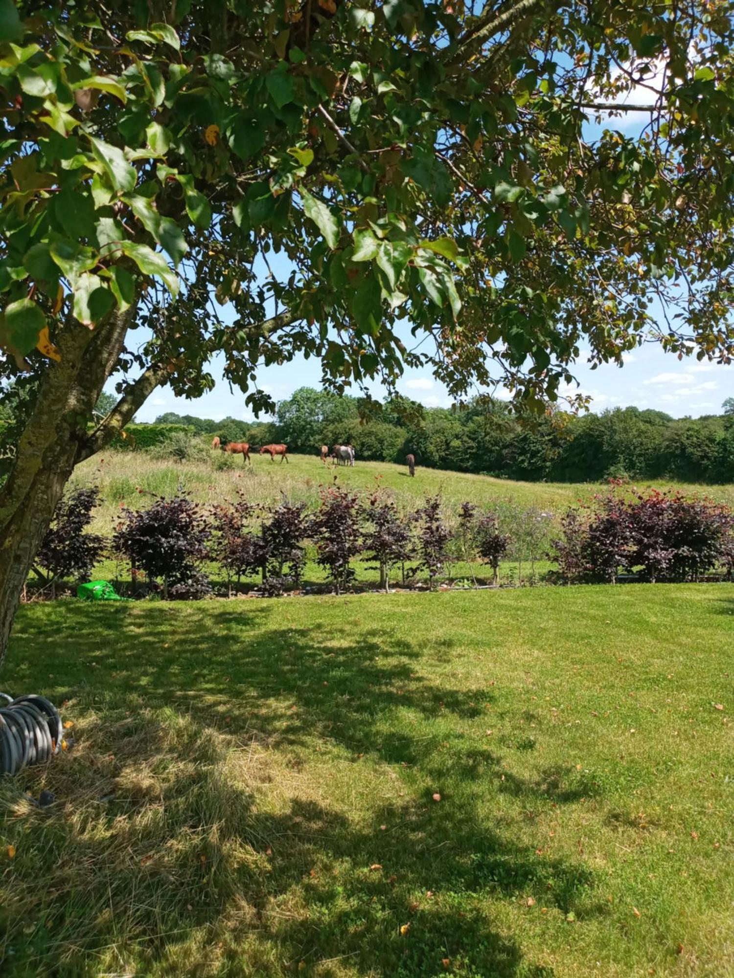Apartament Suzies Self Catering Belmont Belmont  Pokój zdjęcie